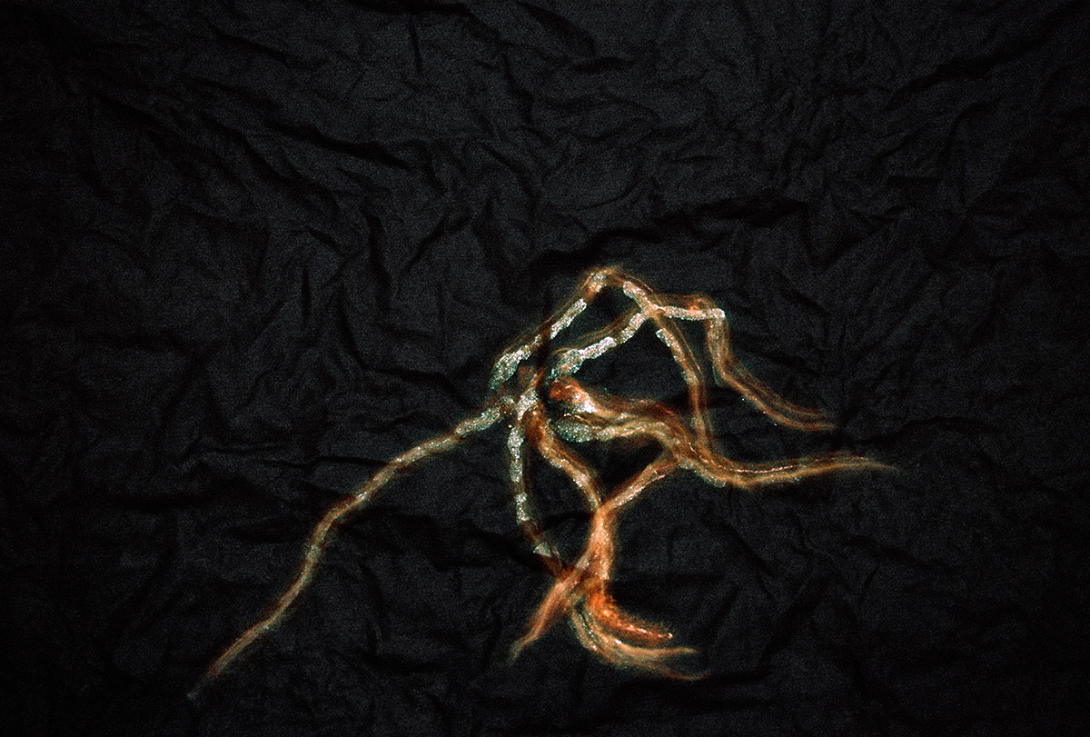 opera fotografica rappresentante lumache in movimento sotto la luce lunare della serie La traccia del tempo dell'artista Germano Serafini