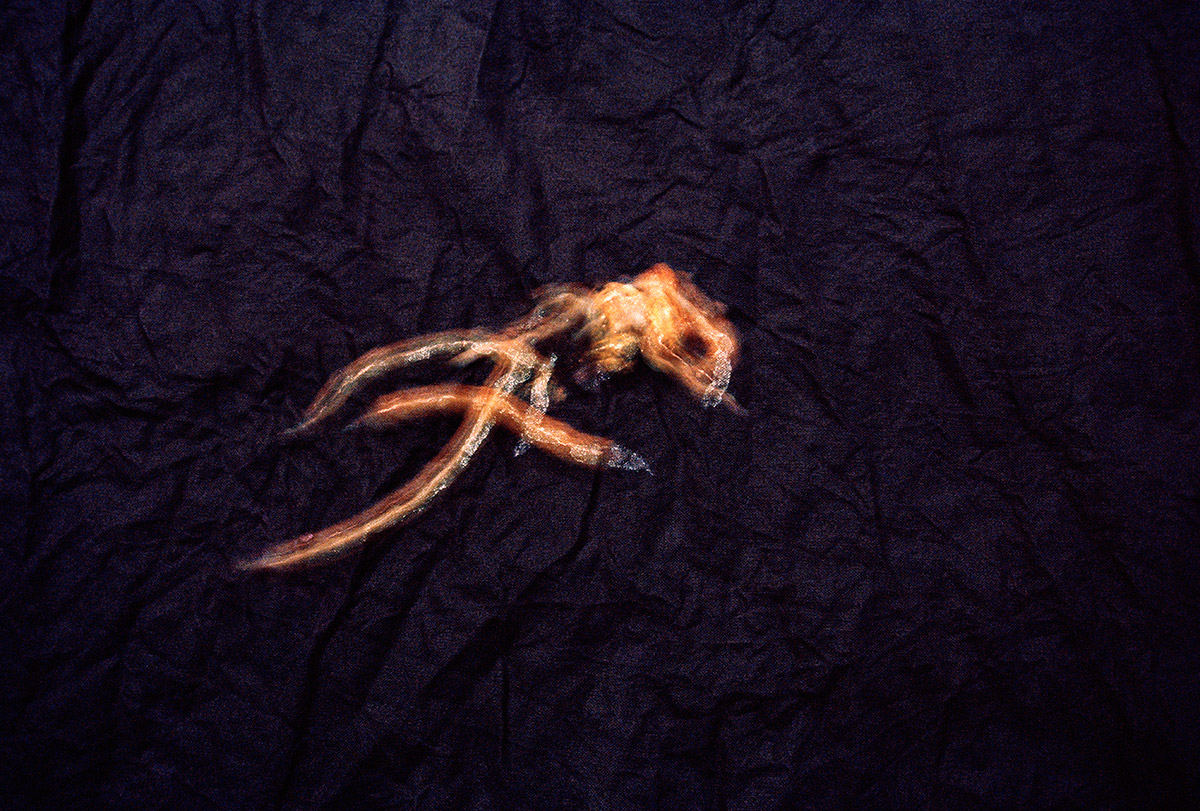 opera fotografica rappresentante lumache in movimento sotto la luce lunare della serie La traccia del tempo dell'artista Germano Serafini